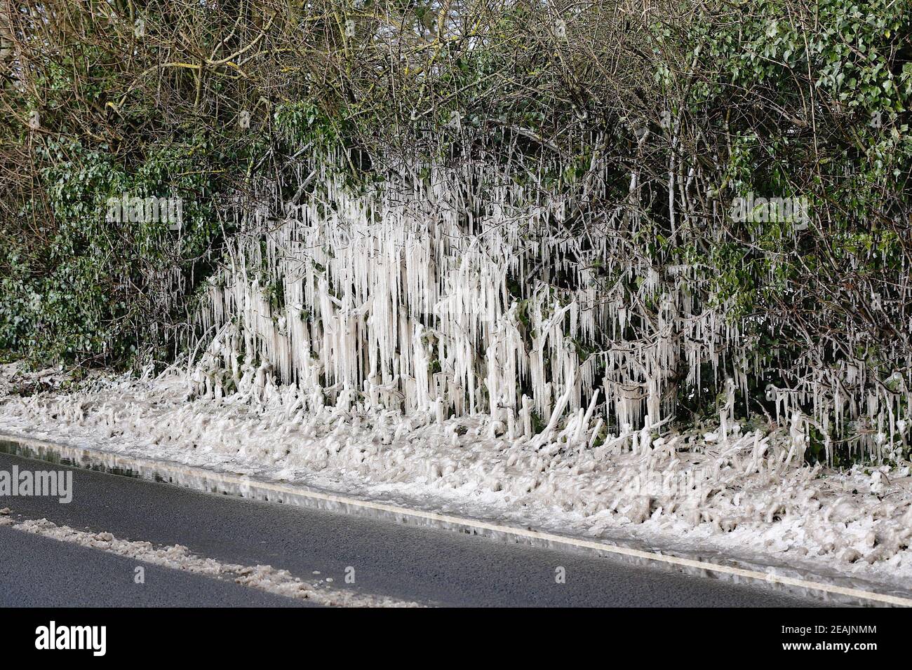 Ashford, Kent, Großbritannien. Februar 2021, 10. UK Wetter: Mitten in Storm Darcy bilden sich auf Hecken auf der A28 Ashford Road zwischen Bethersden und High Halden in Kent erstaunliche Straßeneiszapfen. Foto-Kredit: Paul Lawrenson/Alamy Live Nachrichten Stockfoto