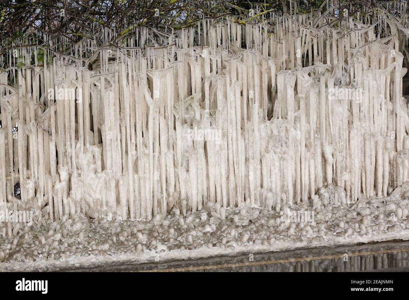Ashford, Kent, Großbritannien. Februar 2021, 10. UK Wetter: Mitten in Storm Darcy bilden sich auf Hecken auf der A28 Ashford Road zwischen Bethersden und High Halden in Kent erstaunliche Straßeneiszapfen. Foto-Kredit: Paul Lawrenson/Alamy Live Nachrichten Stockfoto