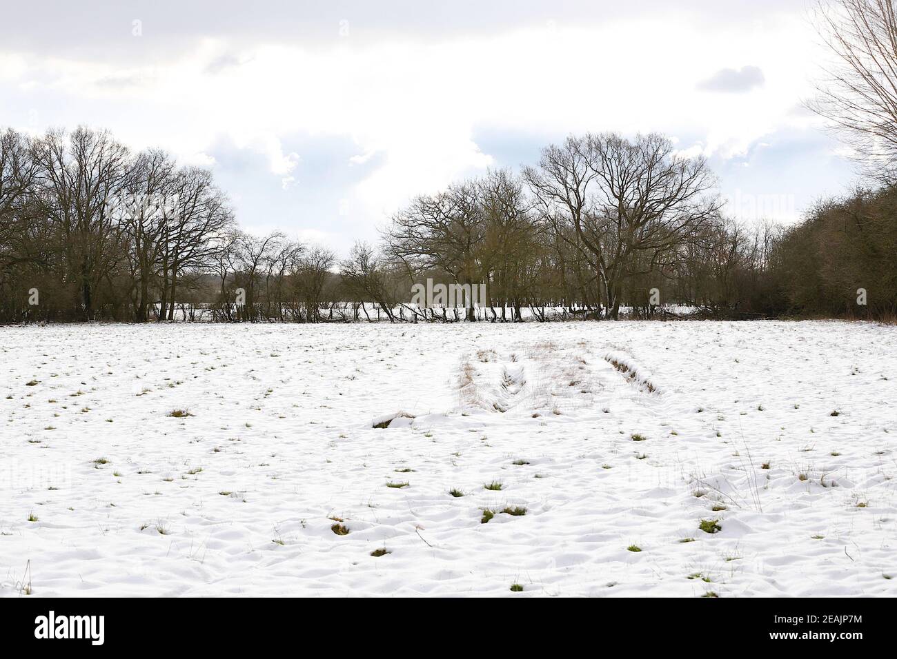 Ashford, Kent, Großbritannien. Februar 2021, 10. UK Wetter: Mitten in Storm Darcy bilden sich auf Hecken auf der A28 Ashford Road zwischen Bethersden und High Halden in Kent erstaunliche Straßeneiszapfen. Foto-Kredit: Paul Lawrenson/Alamy Live Nachrichten Stockfoto