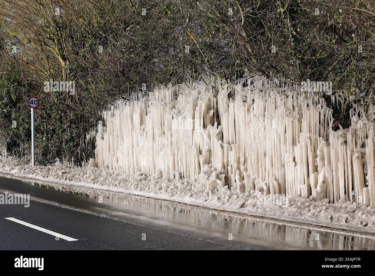 Ashford, Kent, Großbritannien. Februar 2021, 10. UK Wetter: Mitten in Storm Darcy bilden sich auf Hecken auf der A28 Ashford Road zwischen Bethersden und High Halden in Kent erstaunliche Straßeneiszapfen. Foto-Kredit: Paul Lawrenson/Alamy Live Nachrichten Stockfoto