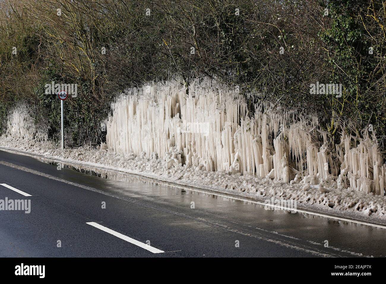 Ashford, Kent, Großbritannien. Februar 2021, 10. UK Wetter: Mitten in Storm Darcy bilden sich auf Hecken auf der A28 Ashford Road zwischen Bethersden und High Halden in Kent erstaunliche Straßeneiszapfen. Foto-Kredit: Paul Lawrenson/Alamy Live Nachrichten Stockfoto