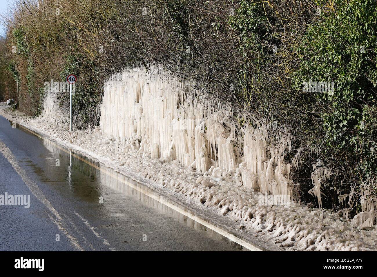 Ashford, Kent, Großbritannien. Februar 2021, 10. UK Wetter: Mitten in Storm Darcy bilden sich auf Hecken auf der A28 Ashford Road zwischen Bethersden und High Halden in Kent erstaunliche Straßeneiszapfen. Foto-Kredit: Paul Lawrenson/Alamy Live Nachrichten Stockfoto