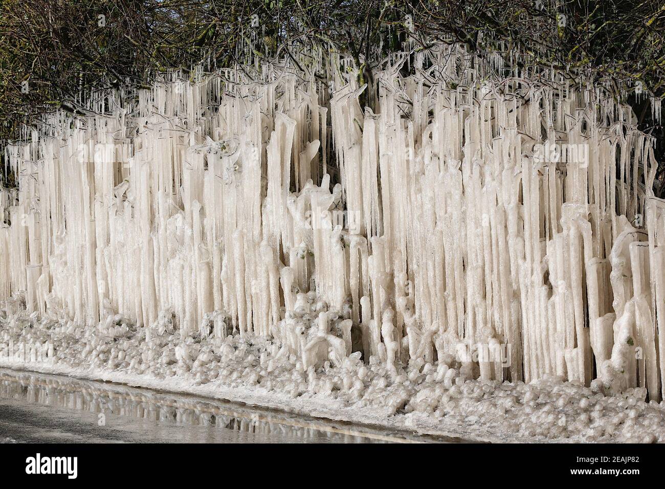 Ashford, Kent, Großbritannien. Februar 2021, 10. UK Wetter: Mitten in Storm Darcy bilden sich auf Hecken auf der A28 Ashford Road zwischen Bethersden und High Halden in Kent erstaunliche Straßeneiszapfen. Foto-Kredit: Paul Lawrenson/Alamy Live Nachrichten Stockfoto