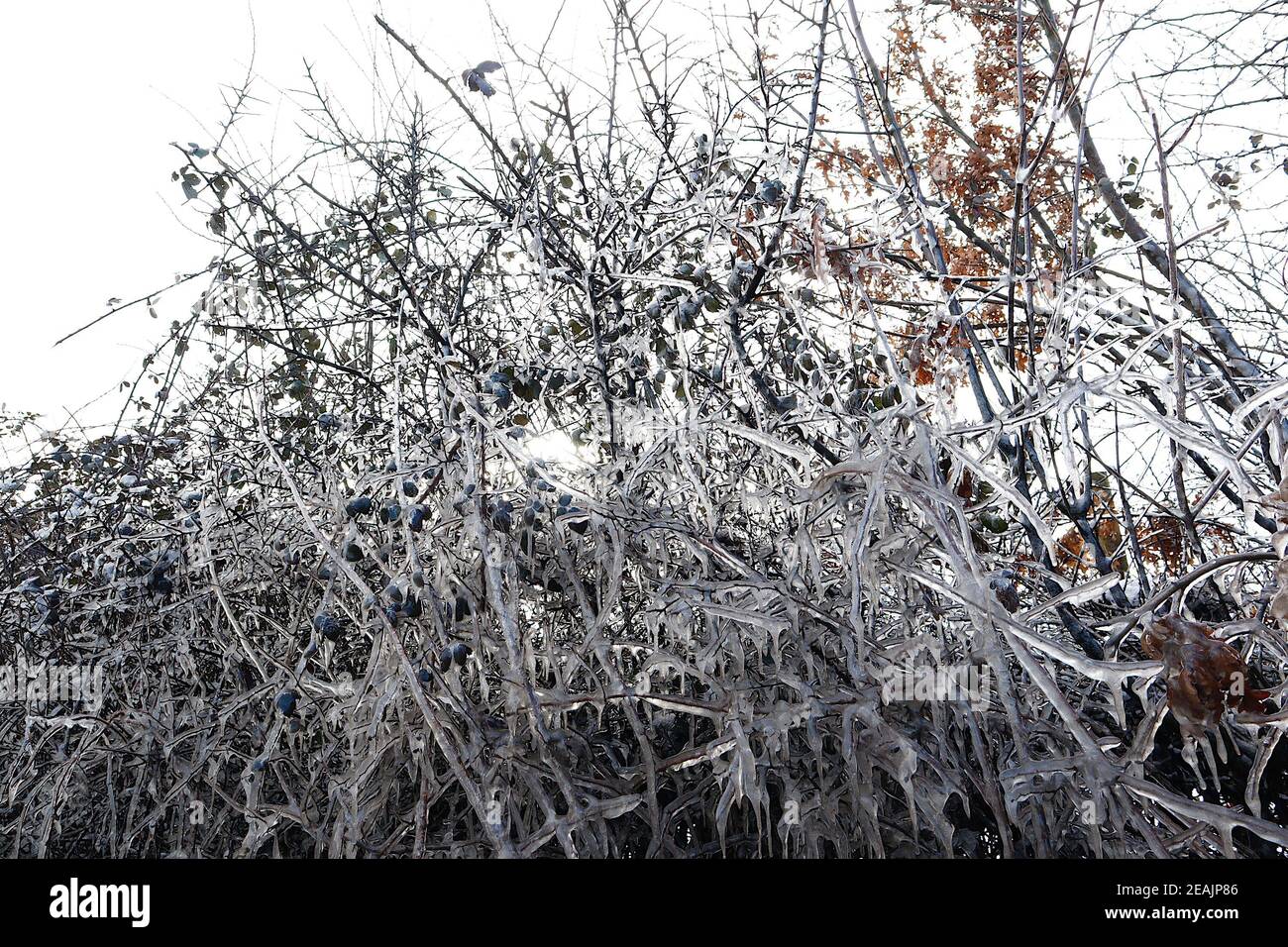 Ashford, Kent, Großbritannien. Februar 2021, 10. UK Wetter: Mitten in Storm Darcy bilden sich auf Hecken auf der A28 Ashford Road zwischen Bethersden und High Halden in Kent erstaunliche Straßeneiszapfen. Foto-Kredit: Paul Lawrenson/Alamy Live Nachrichten Stockfoto