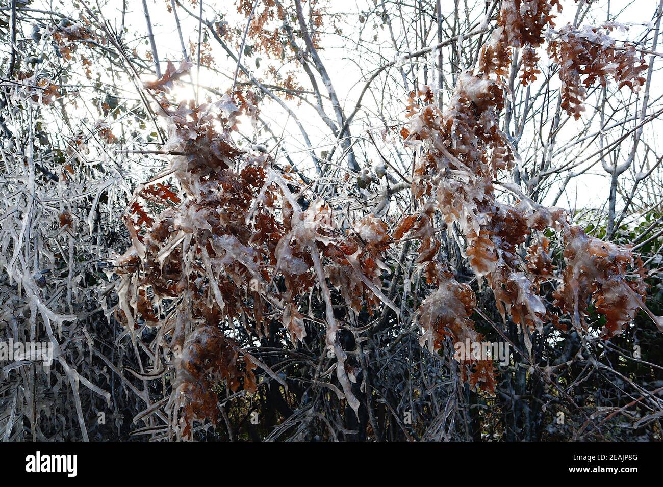 Ashford, Kent, Großbritannien. Februar 2021, 10. UK Wetter: Mitten in Storm Darcy bilden sich auf Hecken auf der A28 Ashford Road zwischen Bethersden und High Halden in Kent erstaunliche Straßeneiszapfen. Foto-Kredit: Paul Lawrenson/Alamy Live Nachrichten Stockfoto