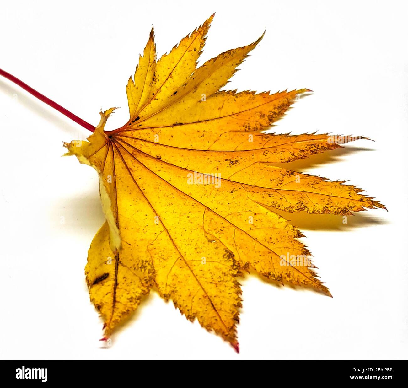 Farbiges Blatt im Herbst Stockfoto