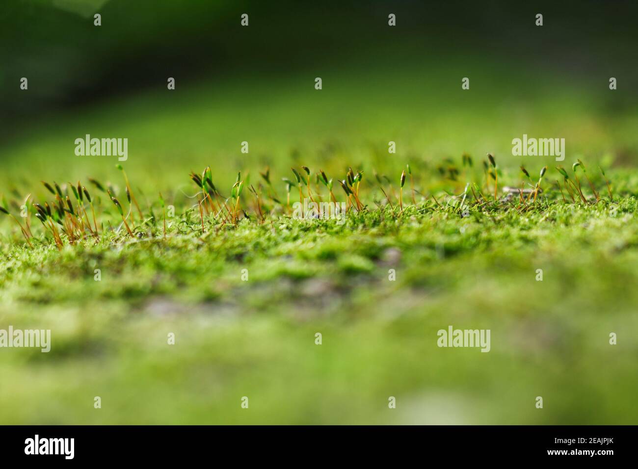 Nahaufnahme von grünem Moos. Stockfoto