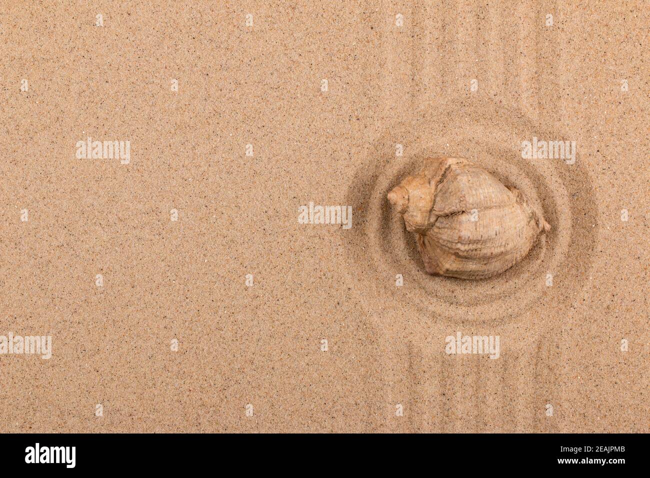 Meeresmuschel in der Mitte eines Sandkreises. Mit einem freien Platz für den Designer. Stockfoto