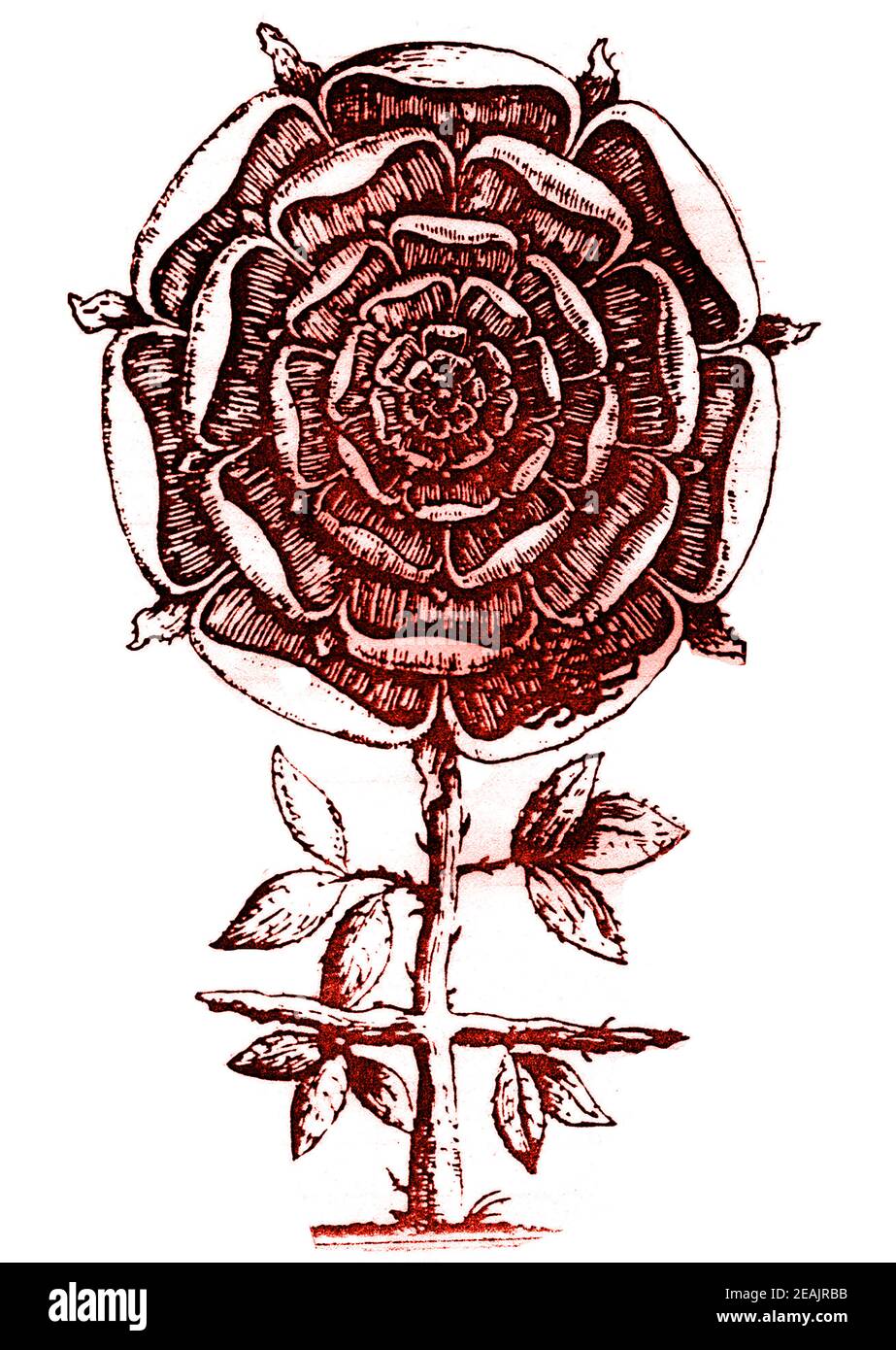 ROSENKREUZ / ROSENKREUZ - EINE symbolische Beschreibung des Rosenkreuzes aus dem 17th. Jahrhundert, die eine Rose auf einem dornigen Kreuz enthält.- die Symbolik ist weit verbreitet in Magie, Mystik, Gnostizismus, Alchemie, Religion und natürlich im Rosenkreuzer Orden. Stockfoto