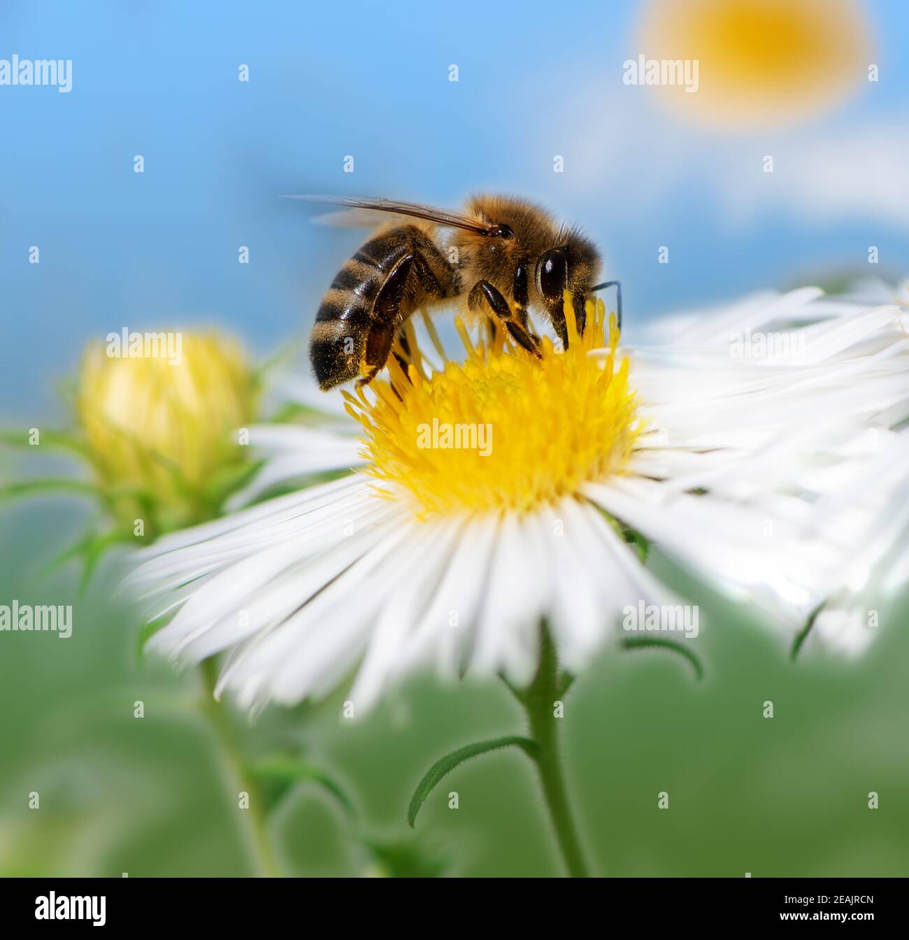 Bienen sammeln Nektar bei einer weißen Asterblüte Stockfoto