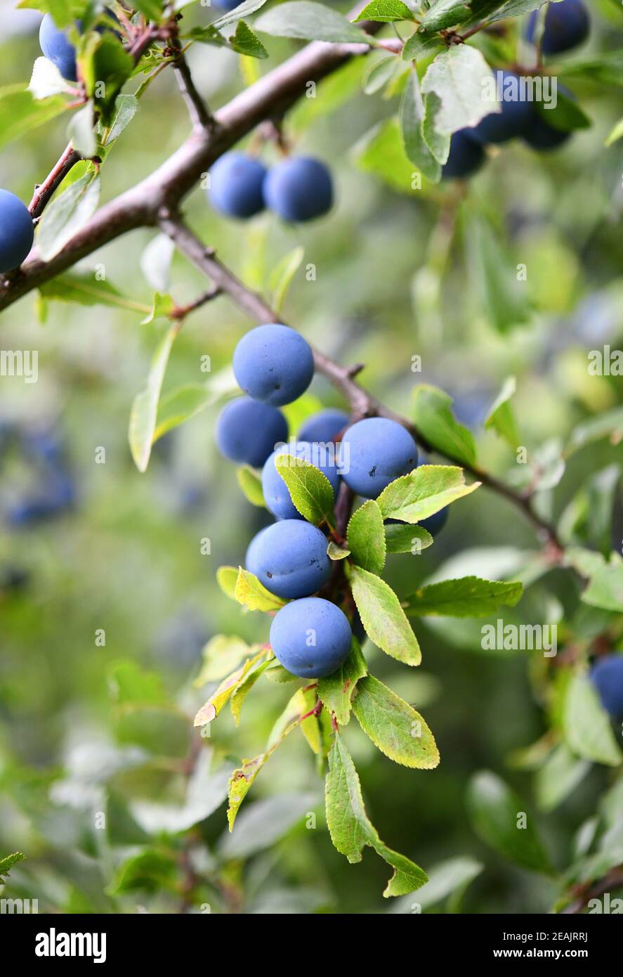 Prunus spinosa mit blauen Früchten Stockfoto