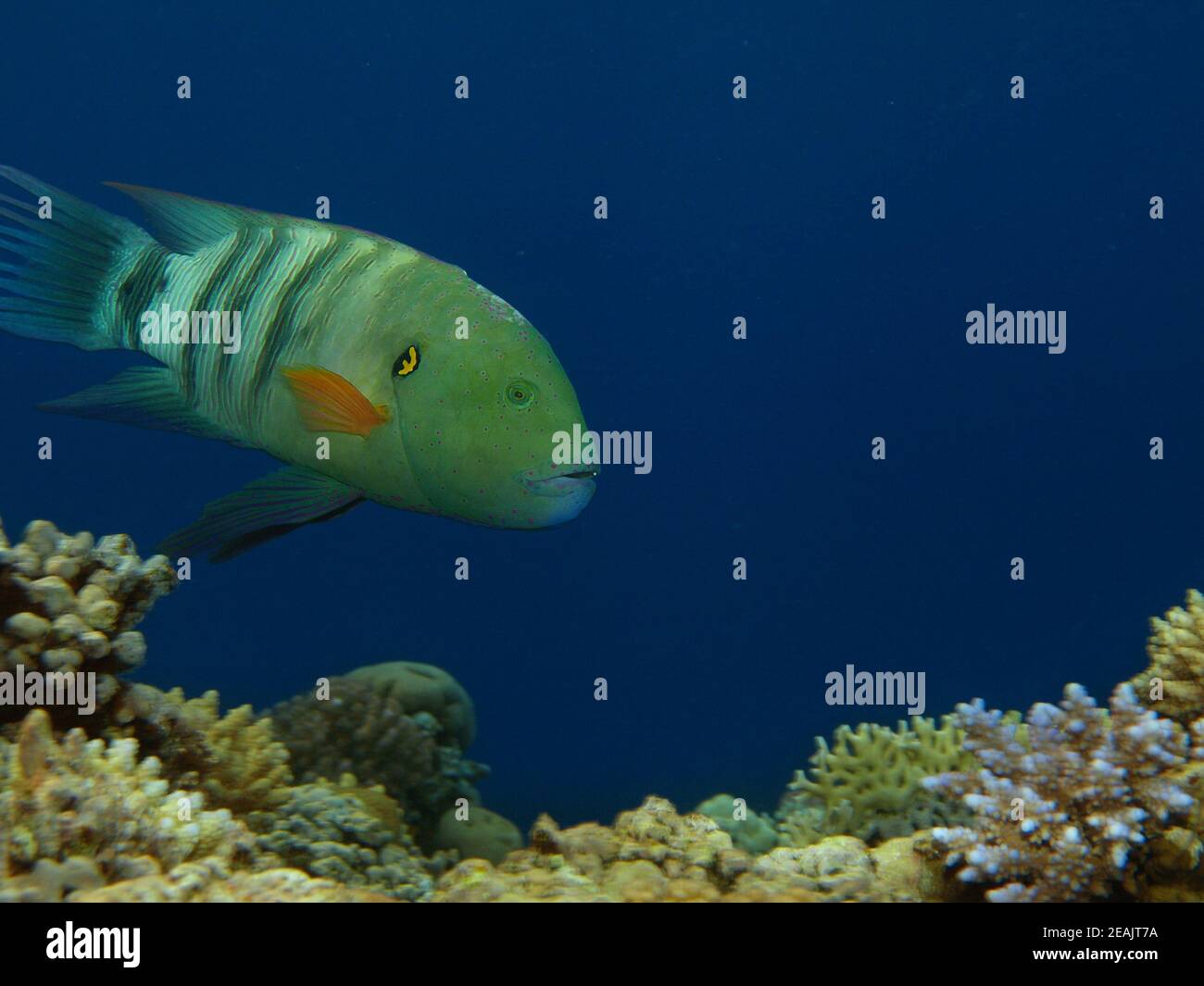 Broomtail Lippfisch Stockfoto