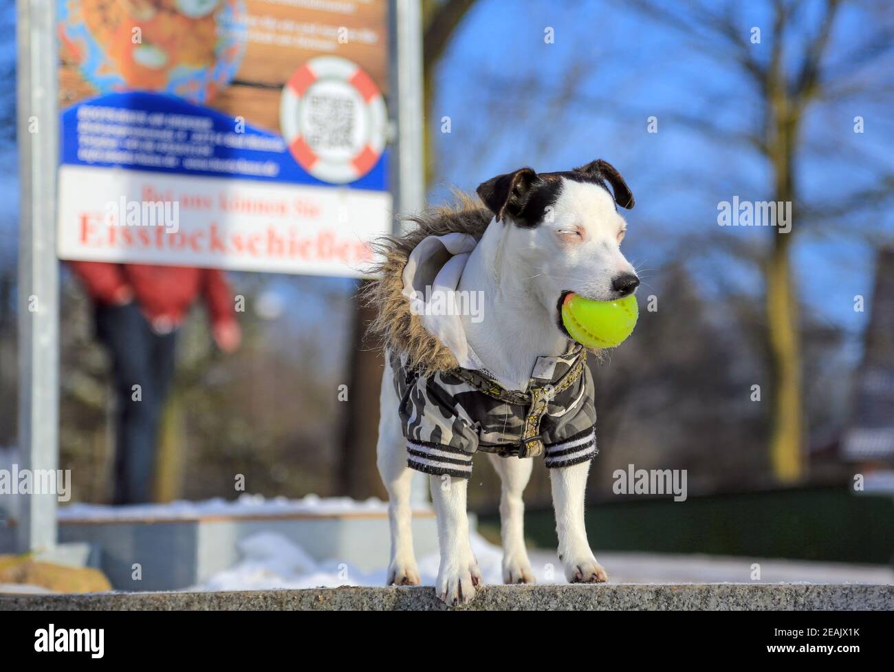 Ein Bullterrier mit einem Ball im Mund. Der Hund trägt eine Pelzjacke. Der entsprechend geschulte Hund trotzte jeglichen Vorurteilen gegen Kampfhunde. Stockfoto