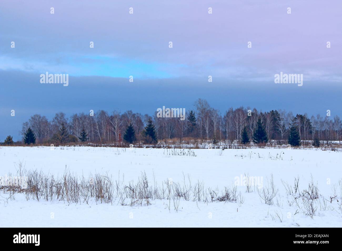 Winter ländliche Landschaft mit bläulichen Wolken über Wald Stockfoto