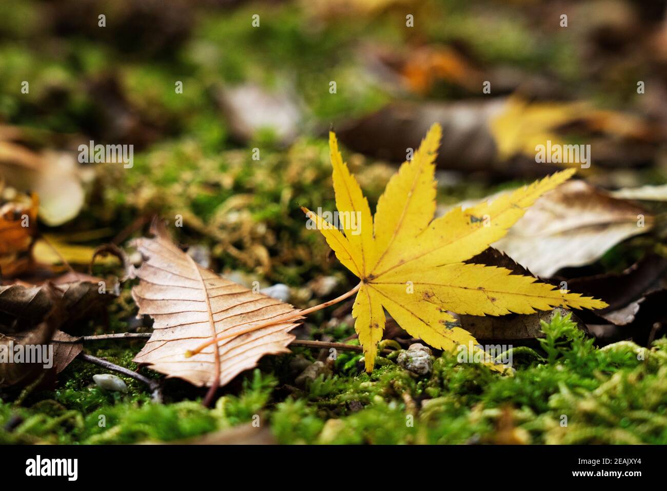 Japanische gelbe Blätter fallen auf Moos Stockfoto