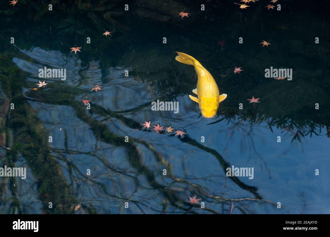 Japanische Nishikigoi und Herbstblätter Stockfoto