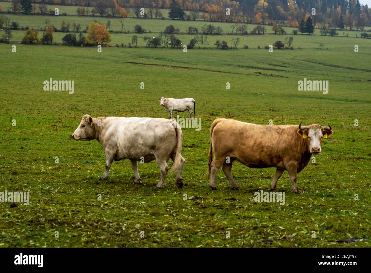 Bullen auf einer grünen Weide im Herbst Stockfoto