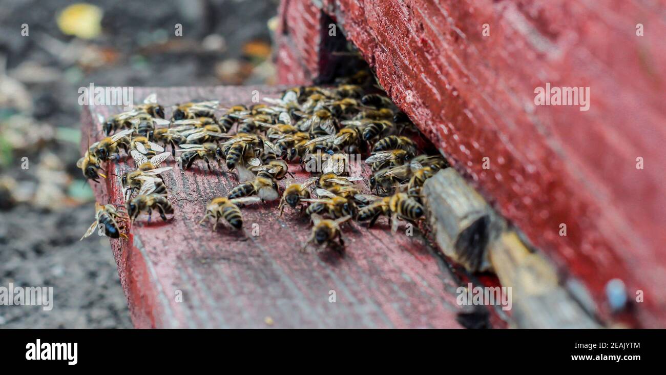 Nahaufnahme der Bienen am Bienenstock Eingang - viele Bienen, die in den Bienenstock eintreten Stockfoto