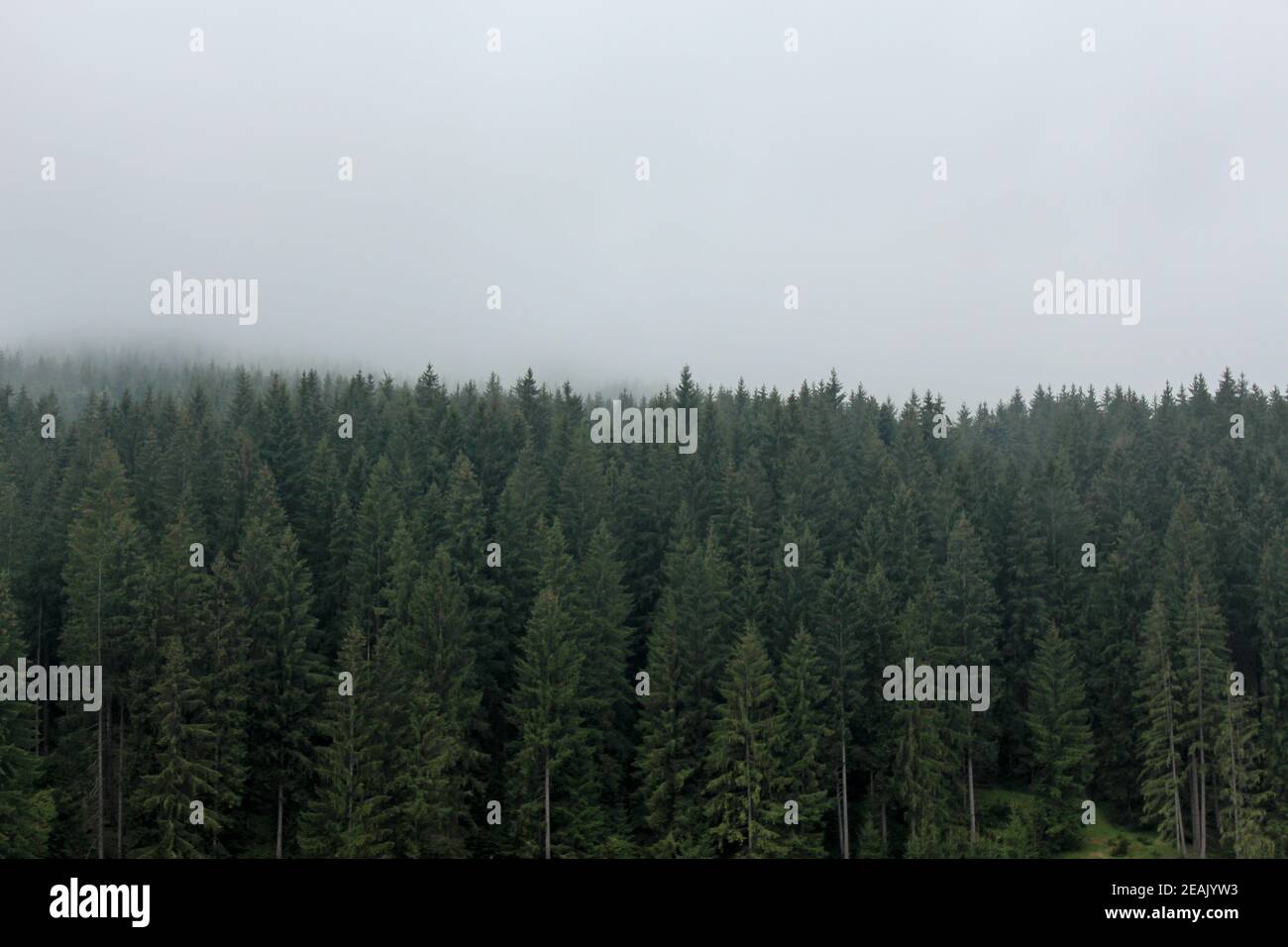 Wald von Pinien mit dunstigen Wetter Stockfoto
