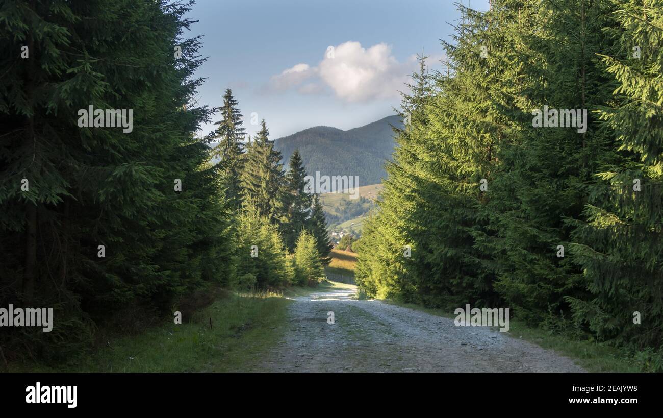 Landschaft der Straße in den Bergen mit Pinien Stockfoto