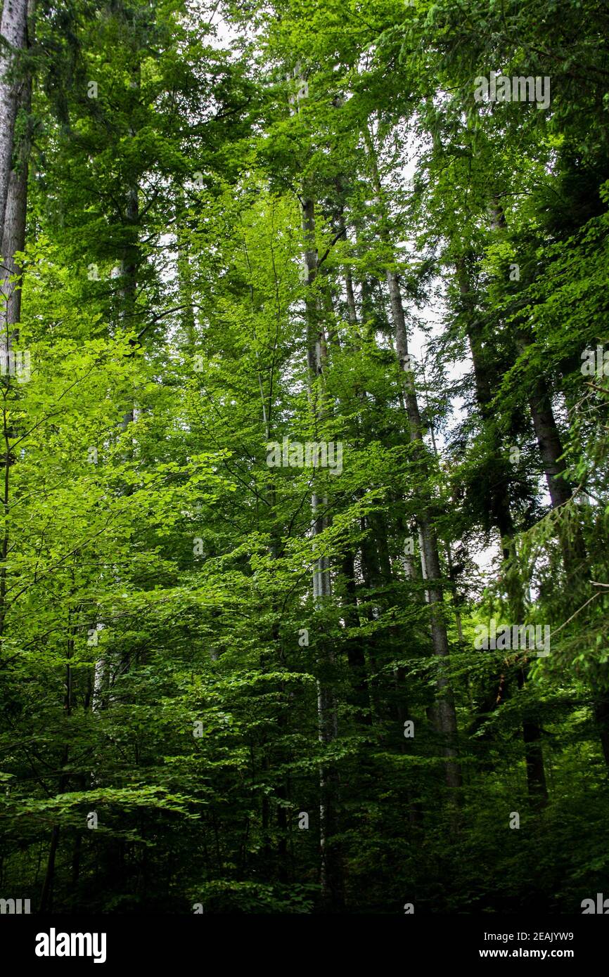 Sehr hohe Bäume im Wald - Blick von unten Nach oben - hellgrün Stockfoto