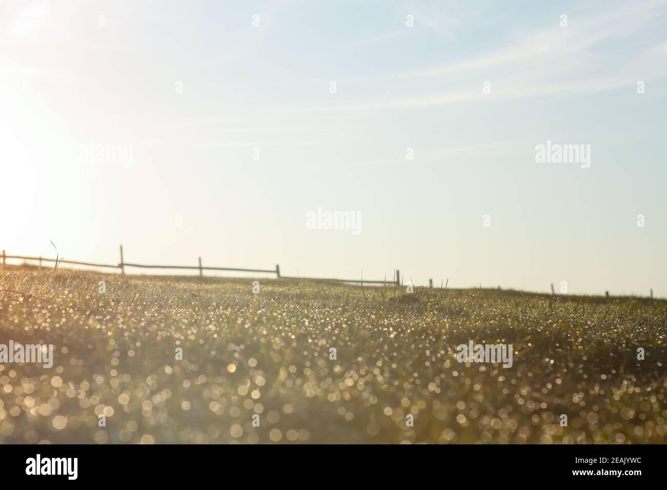 Tautropfen auf dem Gras und Sonnenaufgang und Zaun in der Entfernung Stockfoto