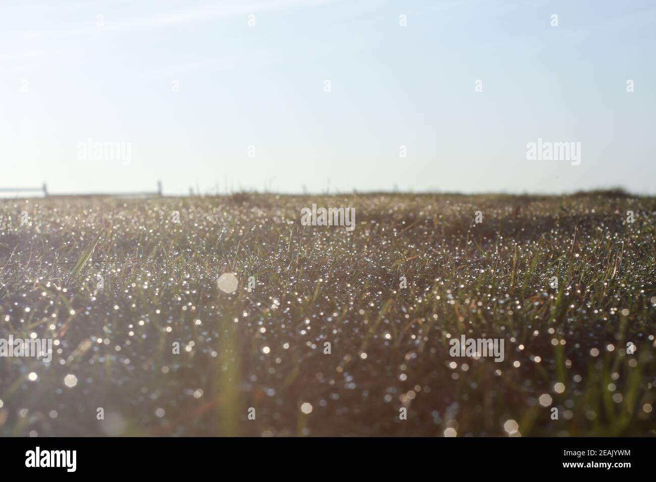 Tautropfen auf dem Gras am Morgen mit klarem Himmel Und Sonne Stockfoto