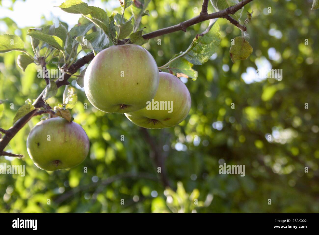 Drei grüne Äpfel in einem Baum - gesunde Ernährung Stockfoto