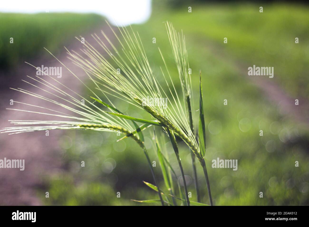 Grüne Weizenpflanze wächst - hinterleuchtete Pflanze Stockfoto