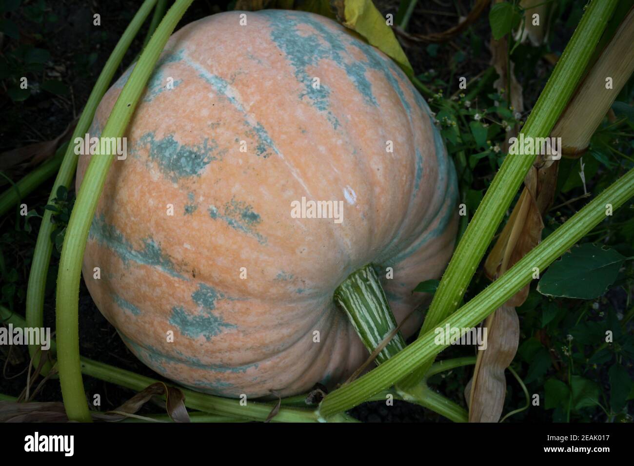Orange Kürbis auf dem Boden im Garten Stockfoto