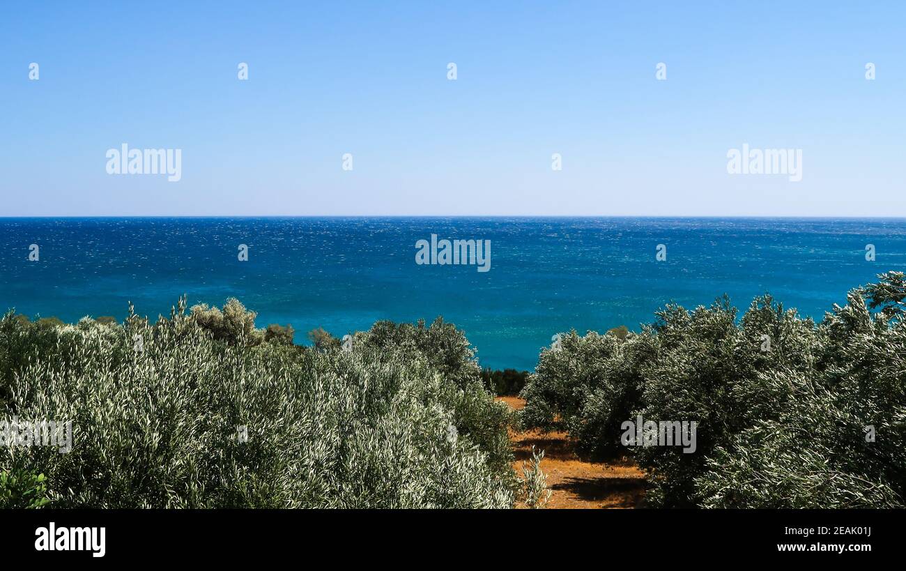 Olivenbäume und das Meer weit weg in Keratokampos, Kreta Stockfoto