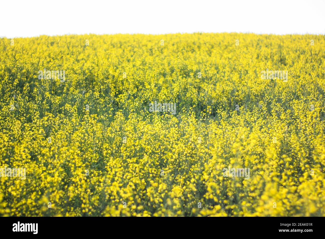 Rapsfeld in Rumänien - klarer Himmel sonniger Tag Stockfoto