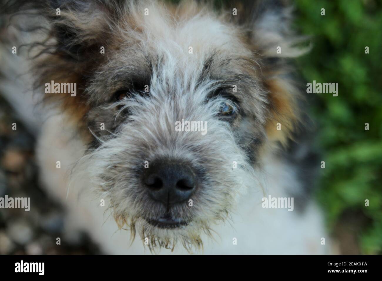 Nahaufnahme des Hundegesichtes mit lächelnden Augen - Hund Blick auf die Kamera Stockfoto