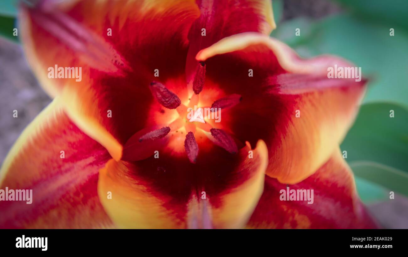 Nahaufnahme der roten und orangen Tulpenblume. Farbige Pflanzen im Garten. Stockfoto
