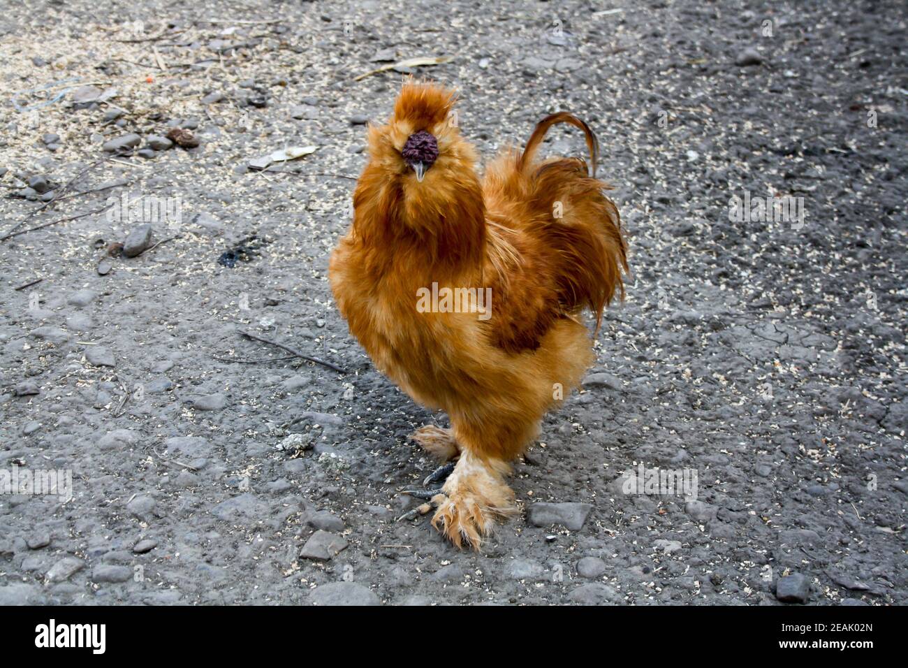 Orangefarbener SeidenHahn, der auf dem Boden steht Stockfoto