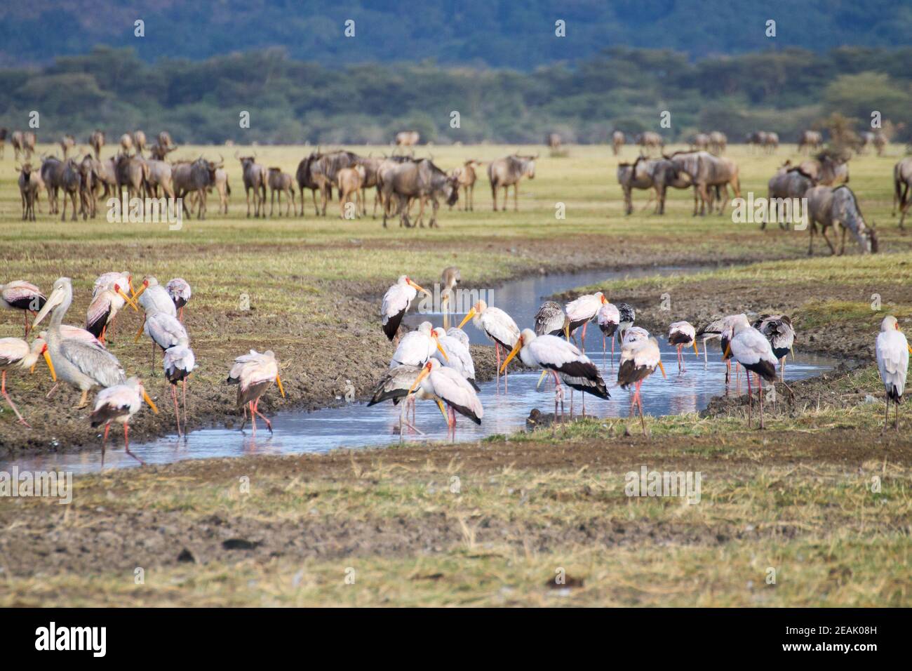 Wilde Herde mit Vögeln im Vordergrund, Lake Manyara, Tansania Stockfoto