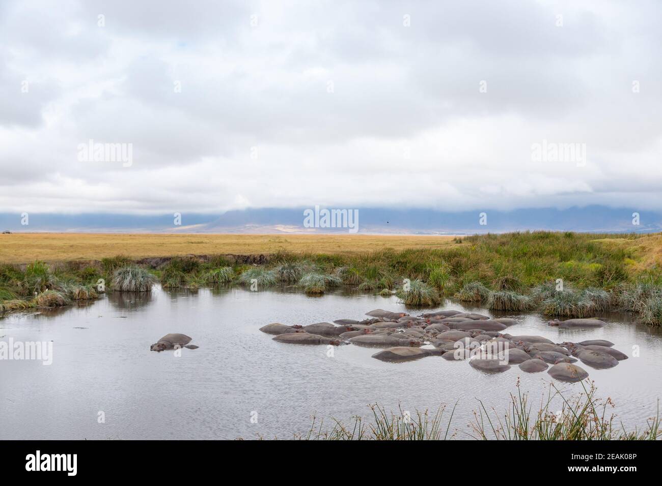 Nilpferd auf dem Wasser, Ngorongoro-Krater, Tansania Stockfoto