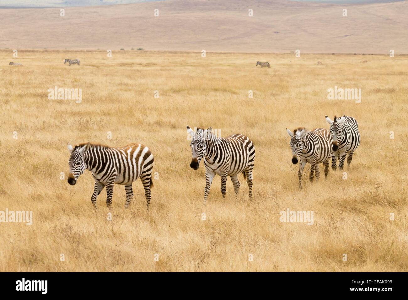 Zebras auf Ngorongoro Conservation Area Krater, Tansania Stockfoto