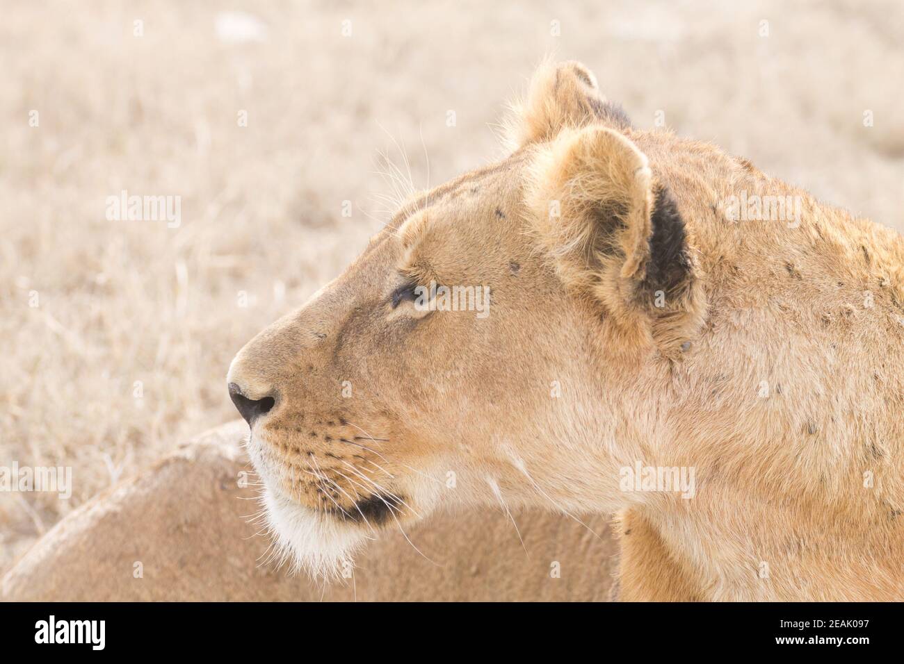 Löwin aus der Nähe. Serengeti Nationalpark, Tansania, Afrika Stockfoto