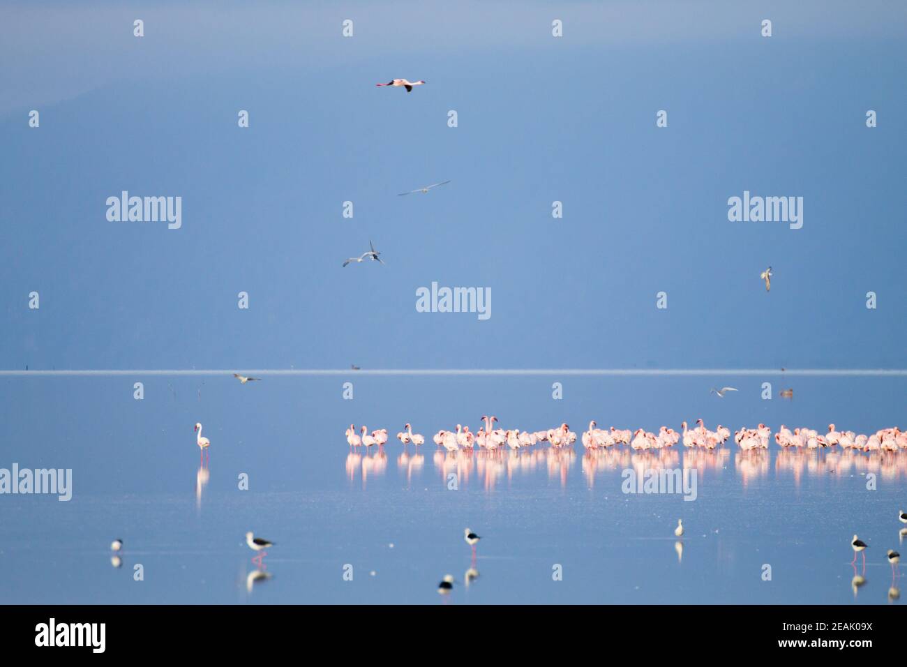 Herde rosa Flamingos aus dem Manyara See, Tansania Stockfoto