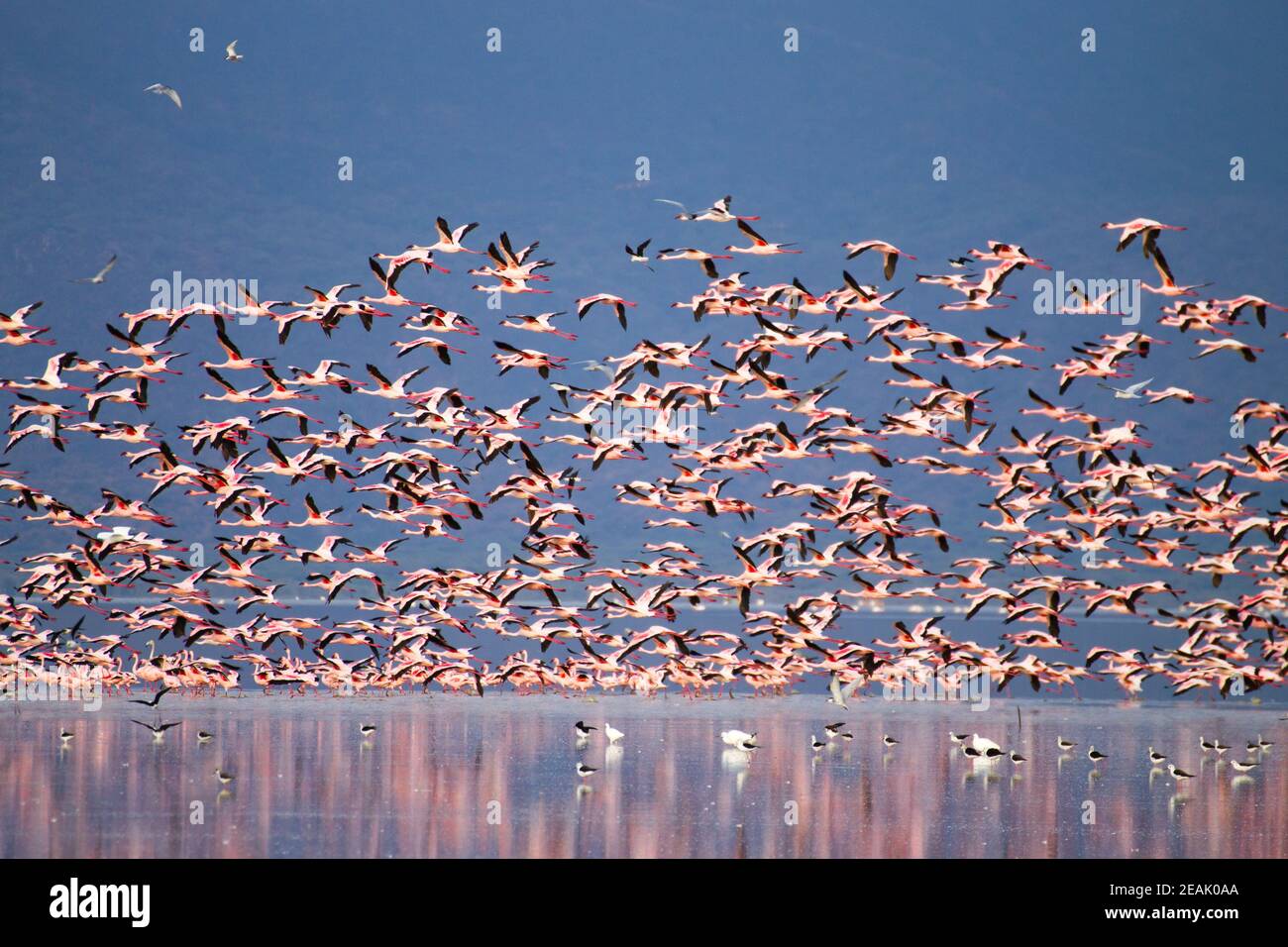 Herde rosa Flamingos aus dem Manyara See, Tansania Stockfoto