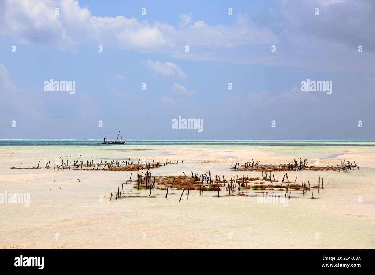 Algenanbau am Strand, Sansibar, Tansania Stockfoto