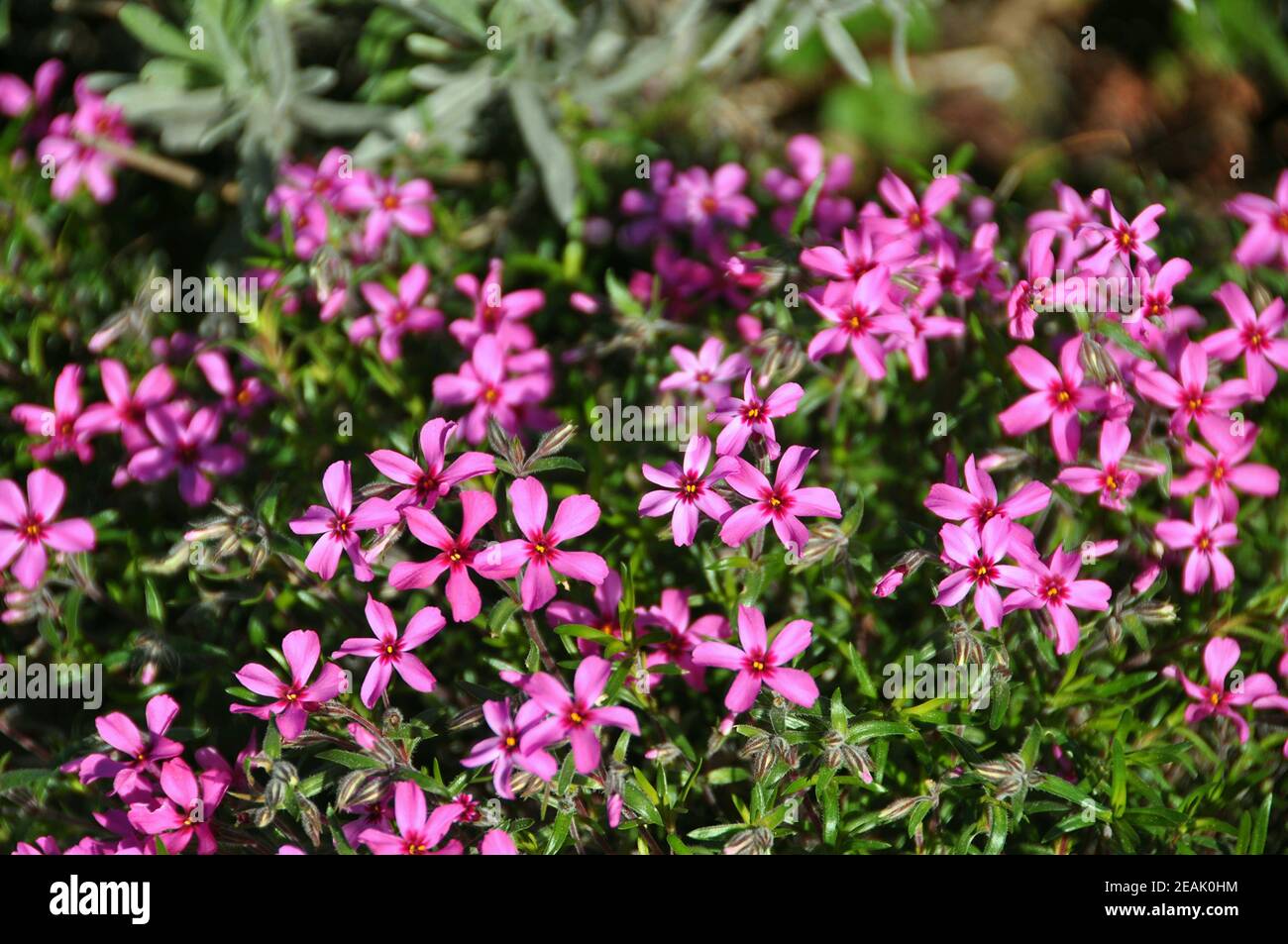 Winterfester Strauch Stockfoto