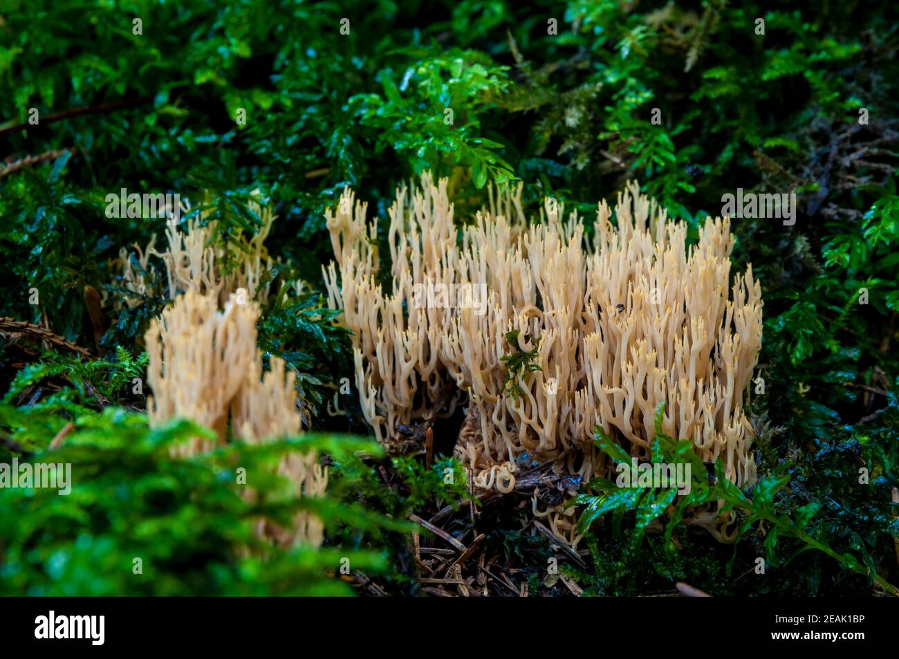 Die Fruchtkörper der aufrechten Koralle (Ramaria stricta), die durch den Blattstreu auf dem Waldboden wachsen, bei Baiersbronn im Schwarzwald, Germ Stockfoto