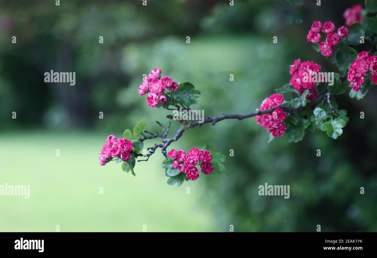 Zweig mit Weißdornblüten. Stockfoto