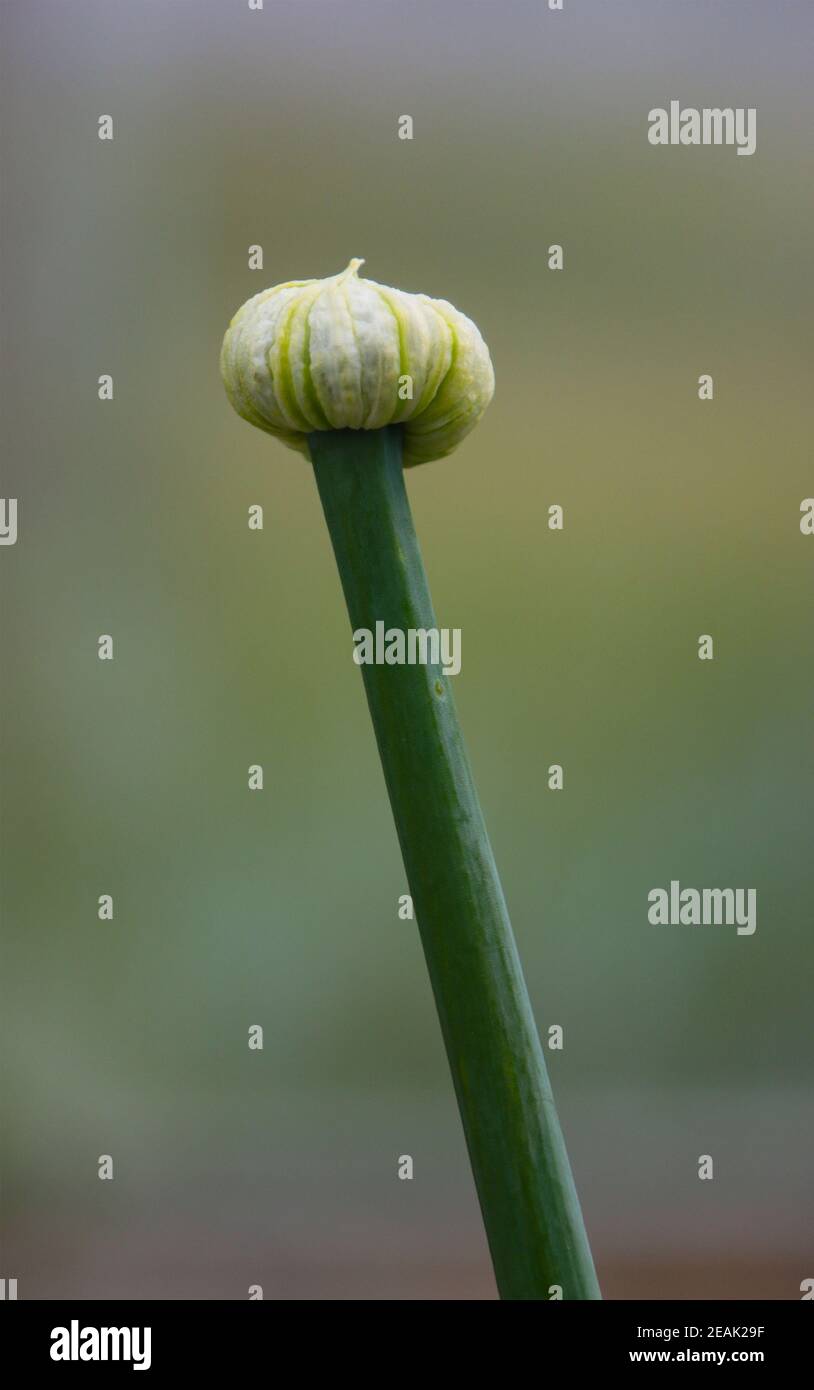Ungeöffneter Blütenstand einer Zwiebelpflanze. Stockfoto