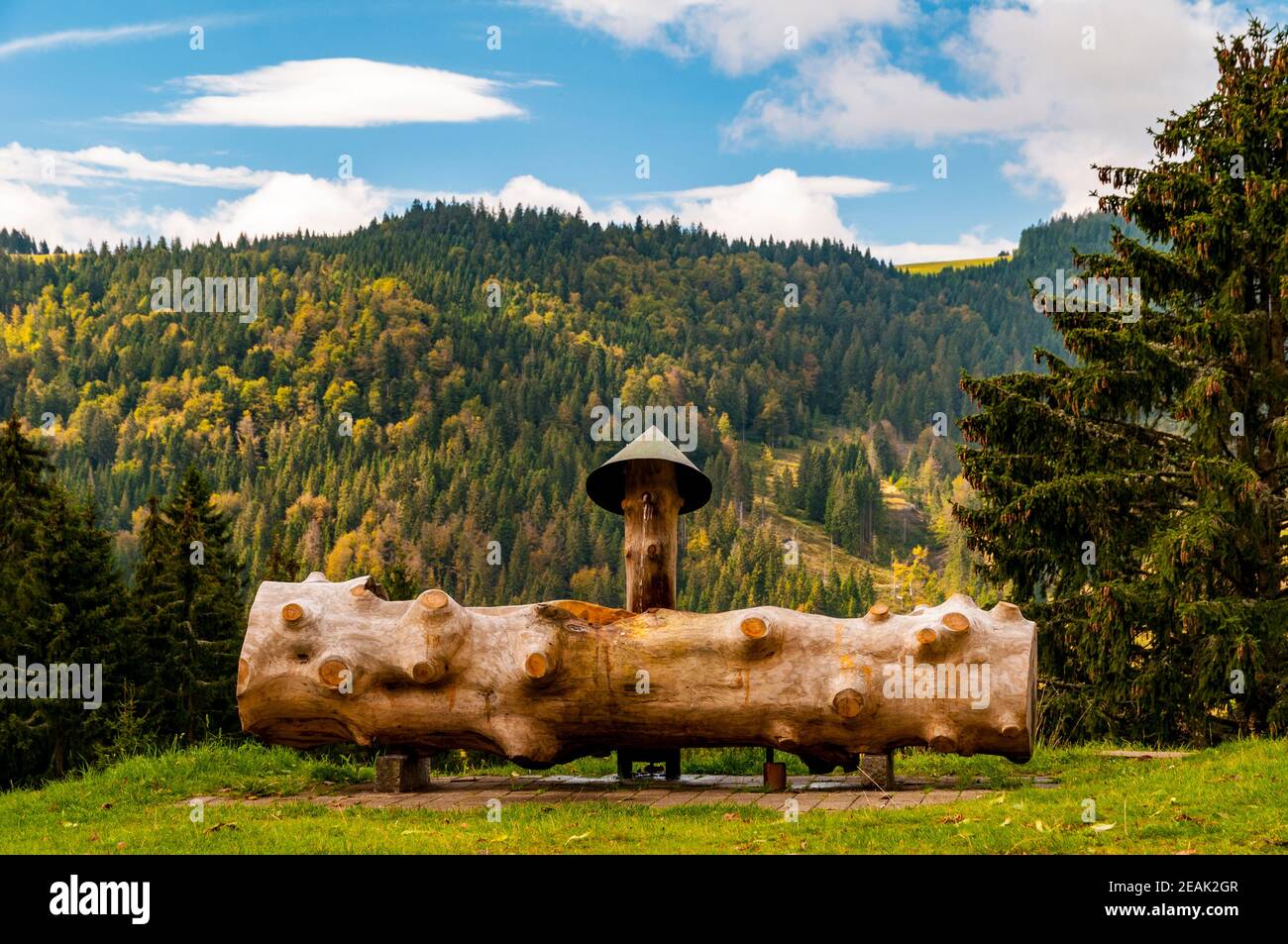 Ein Wassertrog aus einem Baumstamm, in den aus einem Wasserhahn im  Schwarzwald bei Schluchsee, Baden-Württemberg, Wasser tröpfelt. Septum  Stockfotografie - Alamy