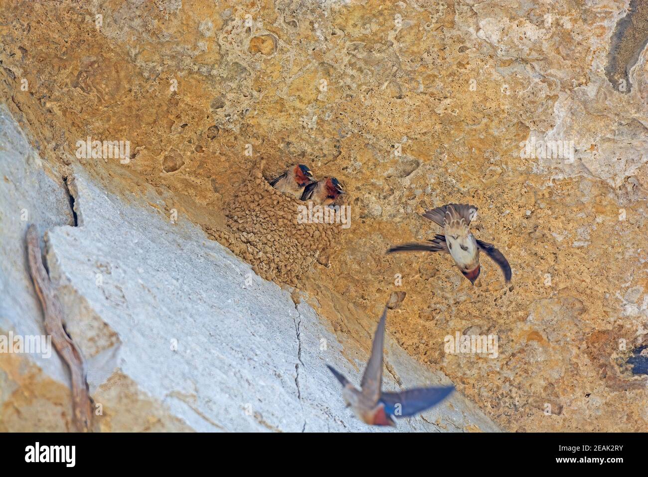 Ein Paar Cliff schluckt in ihrem Nest Stockfoto