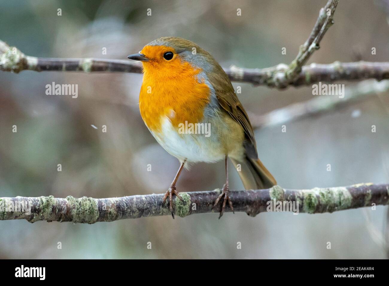 Ein Robin (Erithacus rubecula) sitzt auf den Ästen eines Kirschbaums, Sussex, Großbritannien Stockfoto