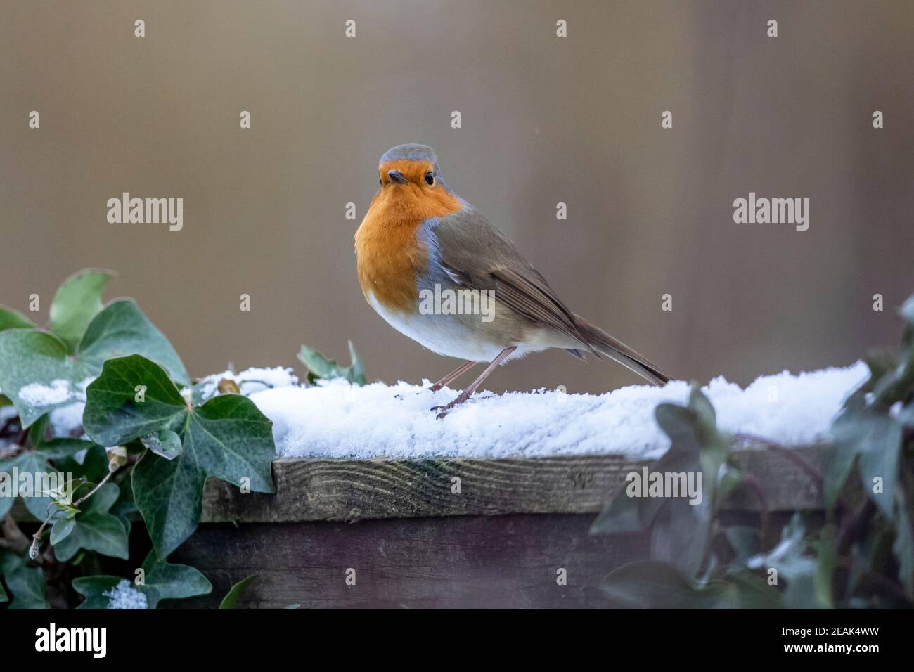 Ein Robin (Erithacus rubecula) sitzt auf einem Gartenzaun im Schnee, Sussex, Großbritannien Stockfoto